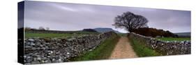 Stone Walls Along a Path, Yorkshire Dales, England, United Kingdom-null-Stretched Canvas