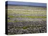 Stone Walls on Inis Mor (Inishmore), Aran Islands, Republic of Ireland-Andrew Mcconnell-Stretched Canvas