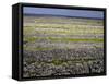 Stone Walls on Inis Mor (Inishmore), Aran Islands, Republic of Ireland-Andrew Mcconnell-Framed Stretched Canvas