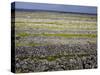 Stone Walls on Inis Mor (Inishmore), Aran Islands, Republic of Ireland-Andrew Mcconnell-Stretched Canvas