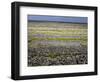 Stone Walls on Inis Mor (Inishmore), Aran Islands, Republic of Ireland-Andrew Mcconnell-Framed Photographic Print