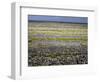 Stone Walls on Inis Mor (Inishmore), Aran Islands, Republic of Ireland-Andrew Mcconnell-Framed Photographic Print