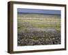 Stone Walls on Inis Mor (Inishmore), Aran Islands, Republic of Ireland-Andrew Mcconnell-Framed Photographic Print
