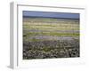 Stone Walls on Inis Mor (Inishmore), Aran Islands, Republic of Ireland-Andrew Mcconnell-Framed Photographic Print