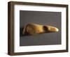 Stone with Engraved Figure of Man, from La Madeleine-null-Framed Giclee Print