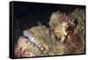 Stonefish (Synanceia Verrucosa) Is Extremely Venomous-Louise Murray-Framed Stretched Canvas