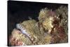 Stonefish (Synanceia Verrucosa) Is Extremely Venomous-Louise Murray-Stretched Canvas