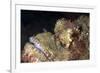 Stonefish (Synanceia Verrucosa) Is Extremely Venomous-Louise Murray-Framed Photographic Print