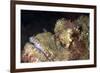 Stonefish (Synanceia Verrucosa) Is Extremely Venomous-Louise Murray-Framed Photographic Print