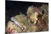 Stonefish (Synanceia Verrucosa) Is Extremely Venomous-Louise Murray-Mounted Photographic Print