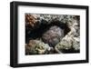 Stonefish (Synanceia Verrucosa) Well Camouflaged Overgrown With Algae-Georgette Douwma-Framed Photographic Print