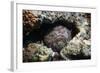 Stonefish (Synanceia Verrucosa) Well Camouflaged Overgrown With Algae-Georgette Douwma-Framed Photographic Print