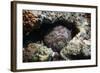 Stonefish (Synanceia Verrucosa) Well Camouflaged Overgrown With Algae-Georgette Douwma-Framed Photographic Print