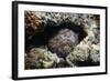 Stonefish (Synanceia Verrucosa) Well Camouflaged Overgrown With Algae-Georgette Douwma-Framed Photographic Print