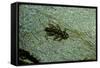 Stonefly Larva in Water-Paul Starosta-Framed Stretched Canvas