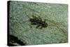 Stonefly Larva in Water-Paul Starosta-Stretched Canvas