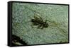 Stonefly Larva in Water-Paul Starosta-Framed Stretched Canvas