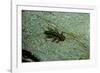 Stonefly Larva in Water-Paul Starosta-Framed Photographic Print