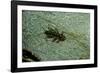 Stonefly Larva in Water-Paul Starosta-Framed Photographic Print