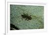 Stonefly Larva in Water-Paul Starosta-Framed Photographic Print