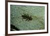 Stonefly Larva in Water-Paul Starosta-Framed Photographic Print