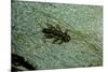 Stonefly Larva in Water-Paul Starosta-Mounted Photographic Print