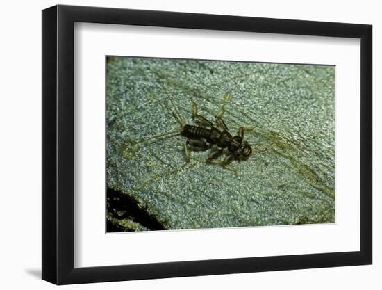 Stonefly Larva in Water-Paul Starosta-Framed Photographic Print