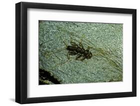 Stonefly Larva in Water-Paul Starosta-Framed Photographic Print