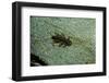 Stonefly Larva in Water-Paul Starosta-Framed Photographic Print