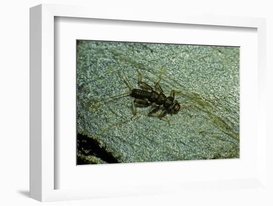 Stonefly Larva in Water-Paul Starosta-Framed Photographic Print