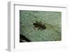 Stonefly Larva in Water-Paul Starosta-Framed Photographic Print