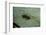 Stonefly Larva in Water-Paul Starosta-Framed Photographic Print