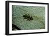 Stonefly Larva in Water-Paul Starosta-Framed Photographic Print