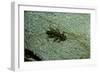 Stonefly Larva in Water-Paul Starosta-Framed Photographic Print