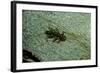 Stonefly Larva in Water-Paul Starosta-Framed Photographic Print