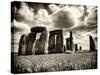 Stonehenge - Historic Wessex - Shrewton - Wiltshire - English Heritage - UK - England-Philippe Hugonnard-Stretched Canvas