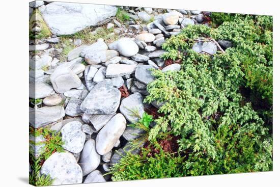 Stones and Moss in Lapland-lubastock-Stretched Canvas