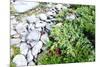 Stones and Moss in Lapland-lubastock-Mounted Photographic Print