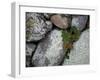 Stones and Vines-Nicole Katano-Framed Photo