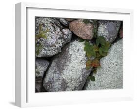 Stones and Vines-Nicole Katano-Framed Photo