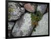 Stones and Vines-Nicole Katano-Framed Photo