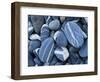 Stones, Lake Champlain, Vermont, USA-Charles Gurche-Framed Photographic Print