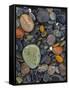 Stones, Lopez Island, Agate Beach County, Washington, USA-Charles Gurche-Framed Stretched Canvas