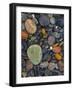 Stones, Lopez Island, Agate Beach County, Washington, USA-Charles Gurche-Framed Photographic Print