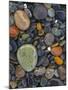 Stones, Lopez Island, Agate Beach County, Washington, USA-Charles Gurche-Mounted Photographic Print