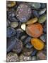 Stones, Lopez Island, Agate Beach County, Washington, USA-Charles Gurche-Mounted Premium Photographic Print