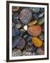 Stones, Lopez Island, Agate Beach County, Washington, USA-Charles Gurche-Framed Photographic Print