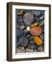 Stones, Lopez Island, Agate Beach County, Washington, USA-Charles Gurche-Framed Photographic Print