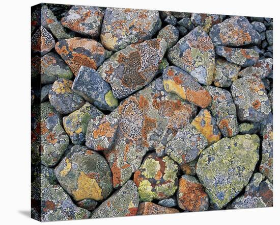 Stones With Algae And Lichen-null-Stretched Canvas