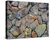 Stones With Algae And Lichen-null-Stretched Canvas